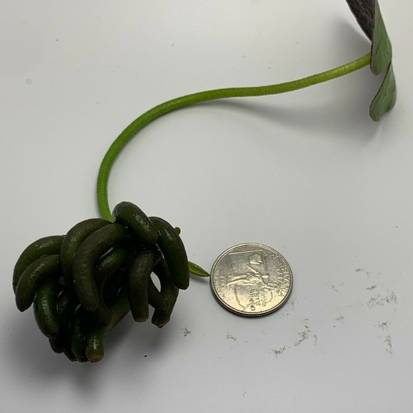 Lot of 4 Banana Plant Nymphoides Aquatica Plant - Picture 2 of 5